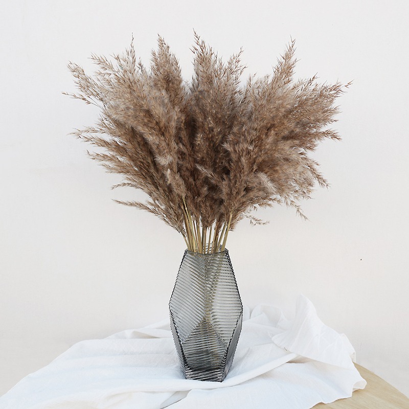 10 Piezas de Cañas Naturales C - Pampas Grass Decor reseña y precio