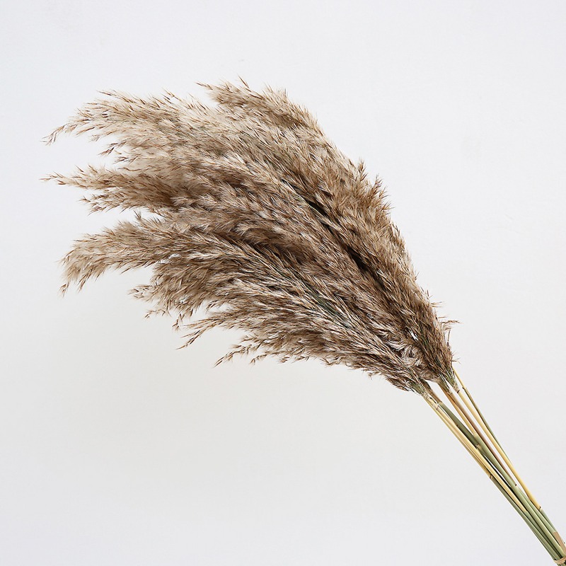 10 Piezas de Cañas Naturales C - Pampas Grass Decor reseña y precio