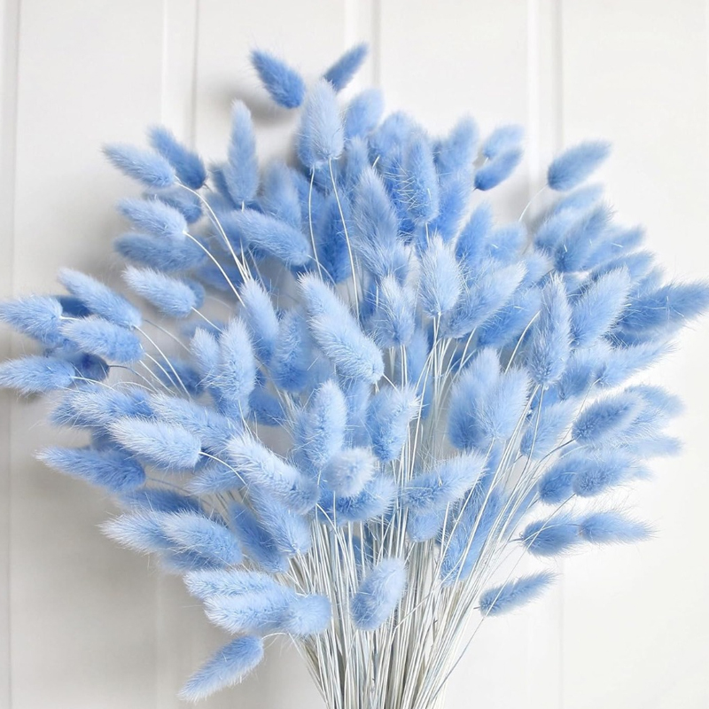 100 Uds. Cola de liebre azul h - Pampas Grass Decor reseña y precio